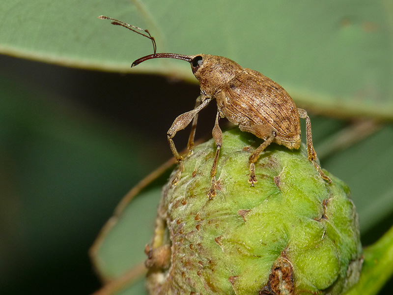 Curculionidae: Curculio elephas (cfr.), maschio